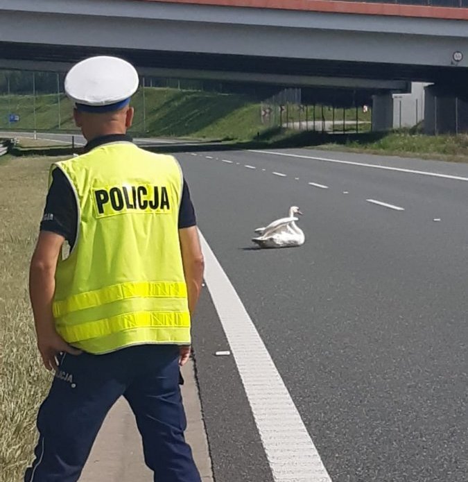 Wczoraj na autostradzie A4 w rejonie miejscowości Jaźwiny, w powiecie dębickim doszło do nietypowej interwencji policji. Okazało się, że siedzący na jezdni łabędź, zablokował jeden z pasów autostrady. Ptak trafił pod opiekę weterynarza.
Fot. Policja Wczoraj na autostradzie A4 w rejonie miejscowości Jaźwiny, w powiecie dębickim doszło do nietypowej interwencji policji. Okazało się, że siedzący na jezdni łabędź, zablokował jeden z pasów autostrady. Ptak trafił pod opiekę weterynarza.
Fot. Policja