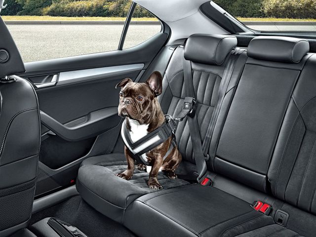 عکس+سکس+پزشک+دهکده Jak bezpiecznie przewozić psa w samochodzie? - Fot. Skoda | Galeria ...