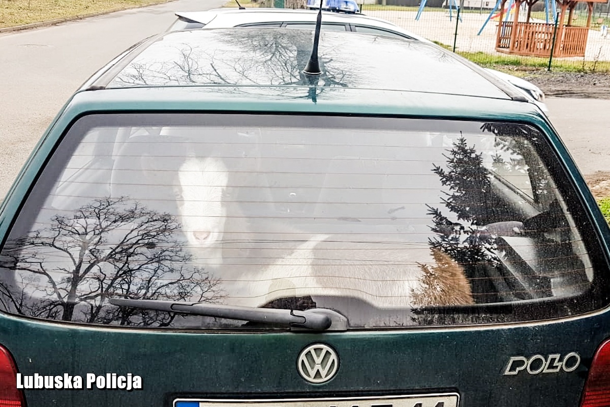Fot. Policja.pl
Fot. Policja.pl