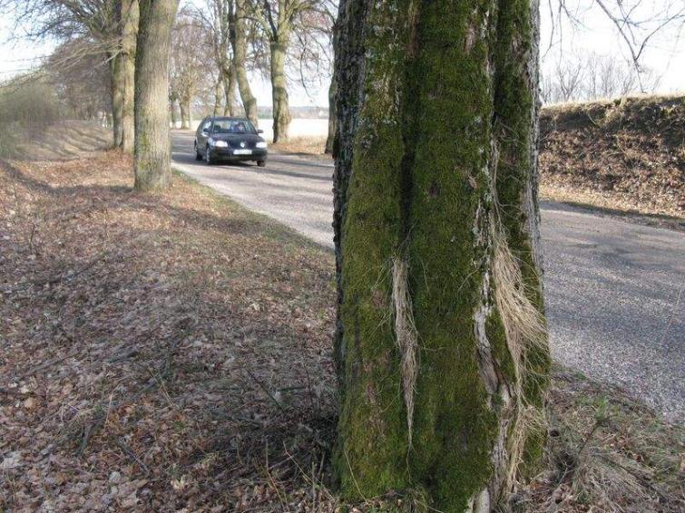 Ekolodzy wstrzymali wycinkę przydrożnych drzew Ekolodzy wstrzymali wycinkę przydrożnych drzew